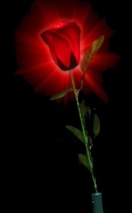 Single light-up rose